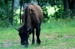 Bison bison - American Bison