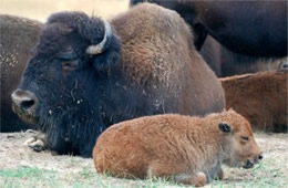 Bison bison - American Bison