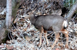 Young Mule Deer - Odocoileus hemionus