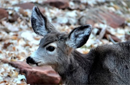 Young Mule Deer - Odocoileus hemionus