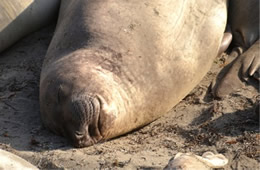 Northern Elephant Seal - Mirounga angustirostris