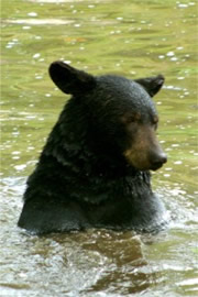 Maymont Bear