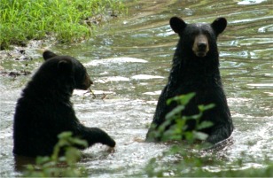Maymont Bears