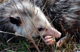 Didelphis virginiana - Virginia Opossum