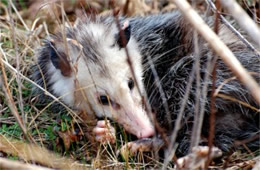 Didelphis virginiana - Virginia Opossum