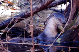 Lontra canadensis - North American River Otter