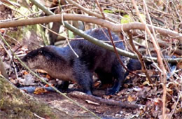 Lontra canadensis - North American River Otter