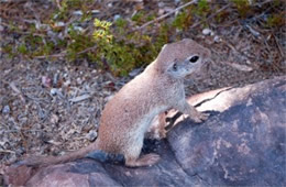 Spermophilus tereticaudus - Round-tailed Ground Squirrel