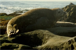 sea lion