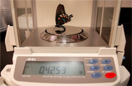Butterfly Mass