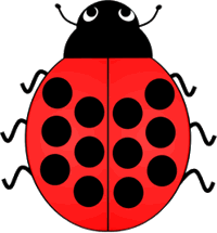 Lady Bird Beetle Twelve Spots