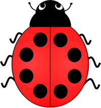 Lady Bird Beetle Eight Spots