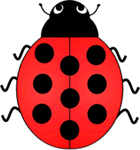 Lady Bird Beetle Nine Spots