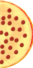 pizza half