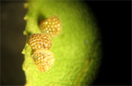 Limenitis archippus - Viceroy Butterfly Egg through a Microscope