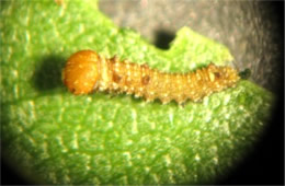 Limenitis archippus - Viceroy Caterpillar First Instar through a Microscope