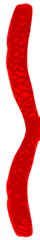 Chromatid Sister Red - Left