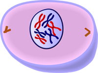 Early Prophase of Mitosis - Cell Division