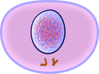 Interphase(G2) of Mitosis - Cell Division