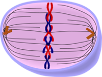 Metaphase of Mitosis - Cell Division