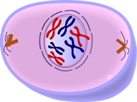 Prophase of Mitosis - Cell Division