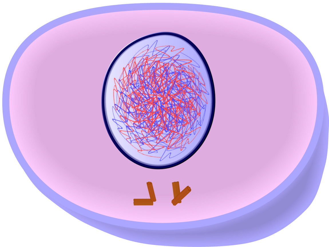 prophase 1 mitosis