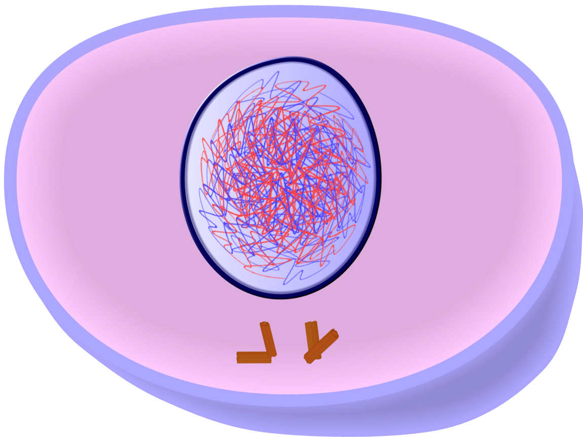 Mitosis What Are The Phases Of Mitosis 