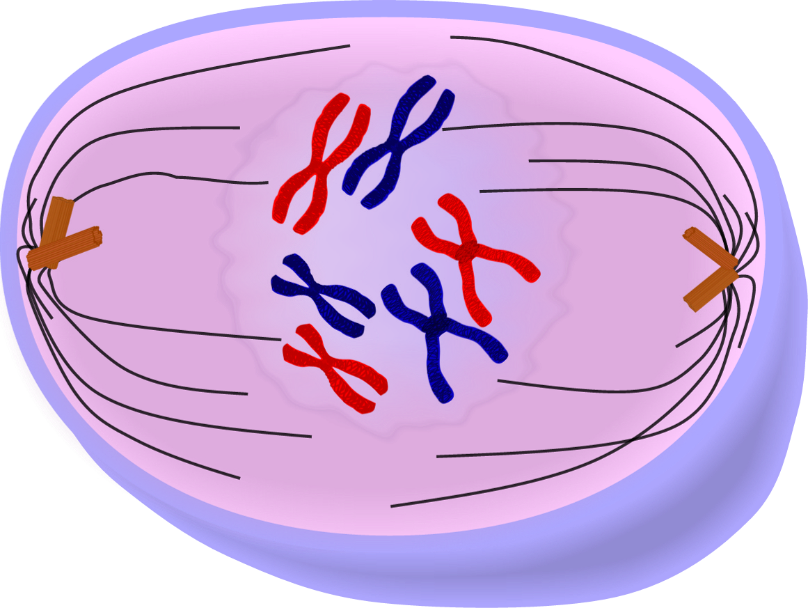 prophase images