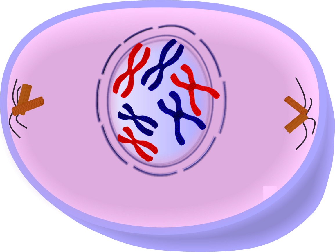 interphase prophase metaphase anaphase telophase