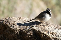 Amphispiza bilineata - Black-throated Sparrow