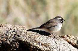 Amphispiza bilineata - Black-throated Sparrow