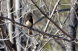 Sayornis nigricans - Black Phoebe