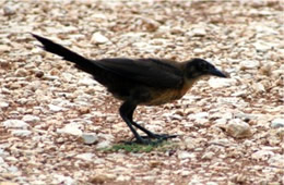 Quiscalus major - Boat-tailed Grackle