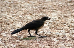 Quiscalus major - Boat-tailed Grackle