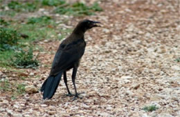 Quiscalus major - Boat-tailed Grackle