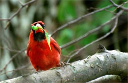 Cardinalis cardinalis - Male Cardinal with Caterpillar Prey