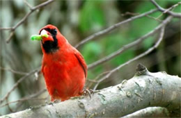 Cardinalis cardinalis - Male Cardinal with Caterpillar Prey