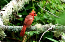 Cardinalis cardinalis - Cardinal (male)