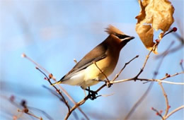 Bombycilla cedrorum - Cedar Waxwing