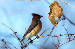 Bombycilla cedrorum - Cedar Waxwing