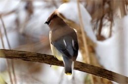 Bombycilla cedrorum - Cedar Waxwing