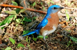 Sialia sialis - Eastern Bluebird