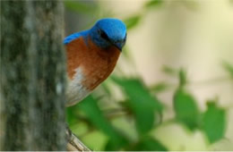 Sialia sialis - Eastern Bluebird