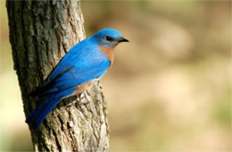 Sialia sialis - Eastern Bluebird