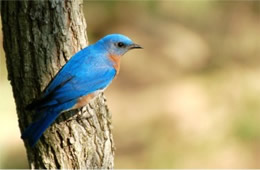Sialia sialis - Eastern Bluebird