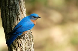 Sialia sialis - Eastern Bluebird