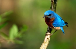 Sialia sialis - Eastern Bluebird