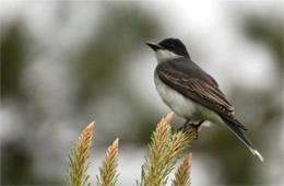 Tyrannus tyrannus - Eastern Kingbird