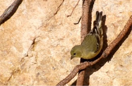 Spinus psaltria - Lesser Goldfinch (female)