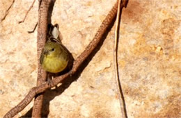 Spinus psaltria - Lesser Goldfinch (female)